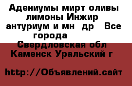 Адениумы,мирт,оливы,лимоны,Инжир, антуриум и мн .др - Все города  »    . Свердловская обл.,Каменск-Уральский г.